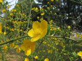 Kerria japonica