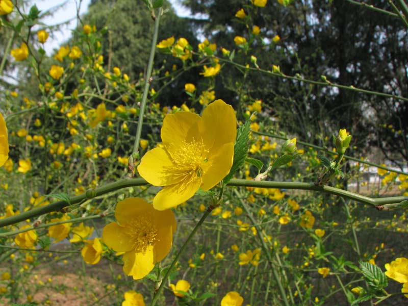 Изображение особи Kerria japonica.