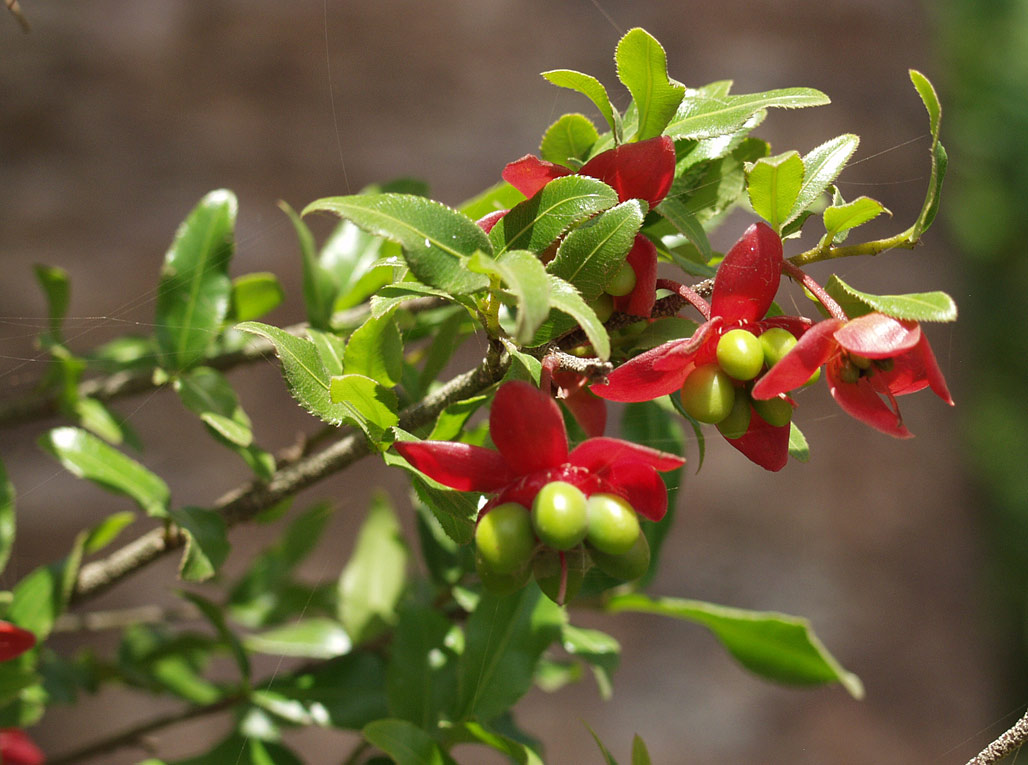 Image of Ochna serrulata specimen.