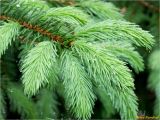 Picea abies