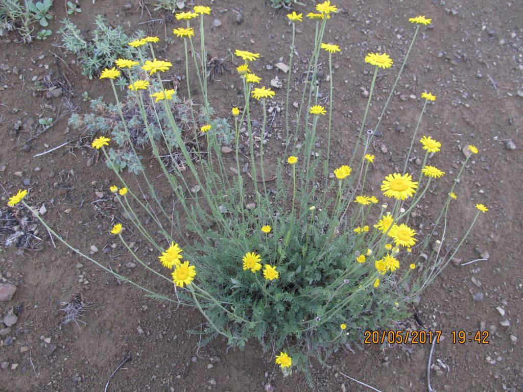 Изображение особи семейство Asteraceae.