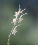 Delphinium leptocarpum