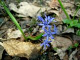 Scilla bifolia. Цветущее растение. Украина, Киев, заказник \"Лесники\", низинная часть. 5 апреля 2010 г.