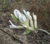 Astragalus varius подвид eupatoricus. Соцветие (белоцветковая форма). Крым, пересыпь оз. Донузлав, приморские пески. 3 июня 2017 г.