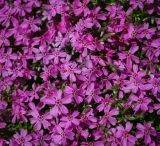 Phlox subulata