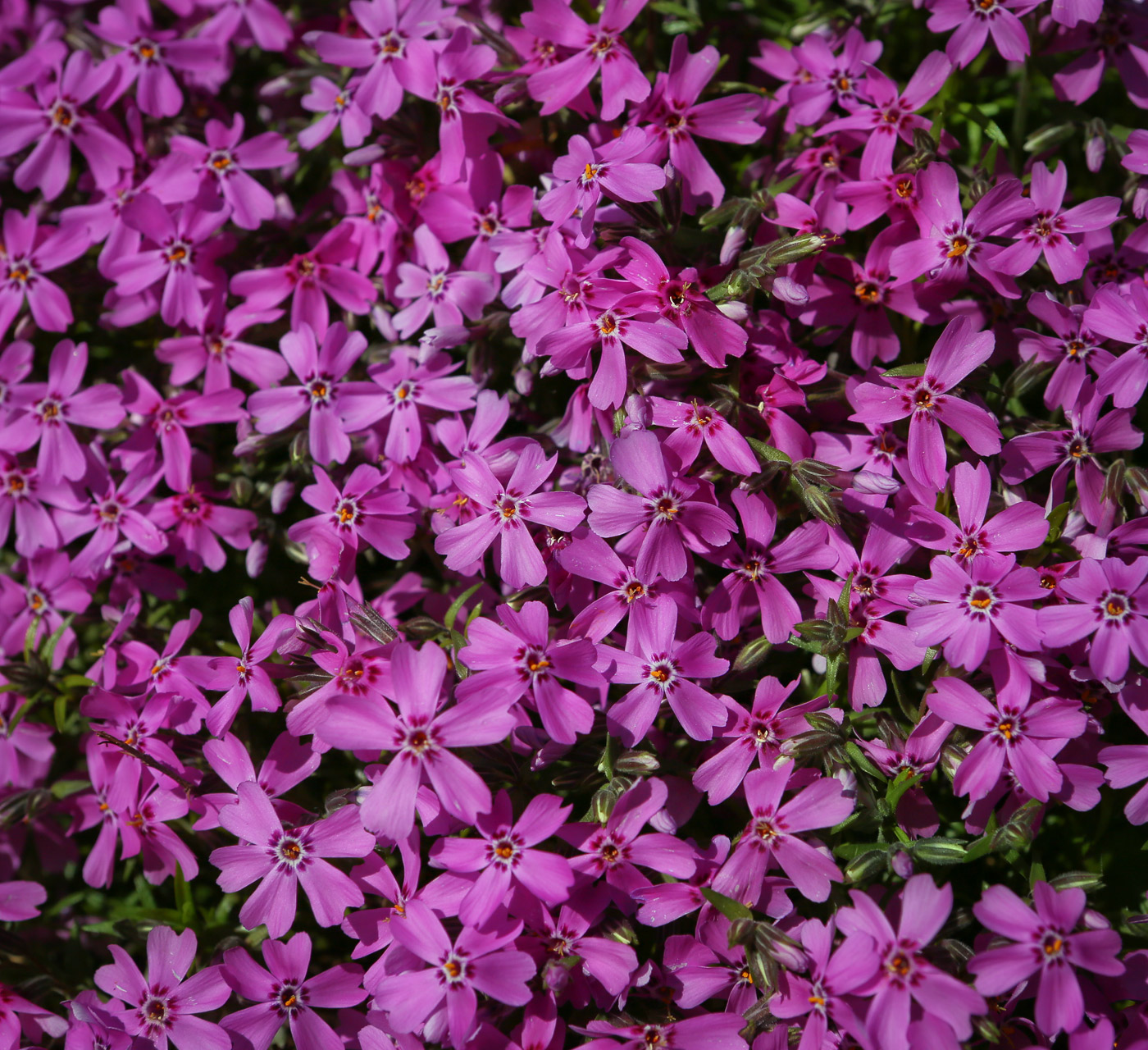 Изображение особи Phlox subulata.