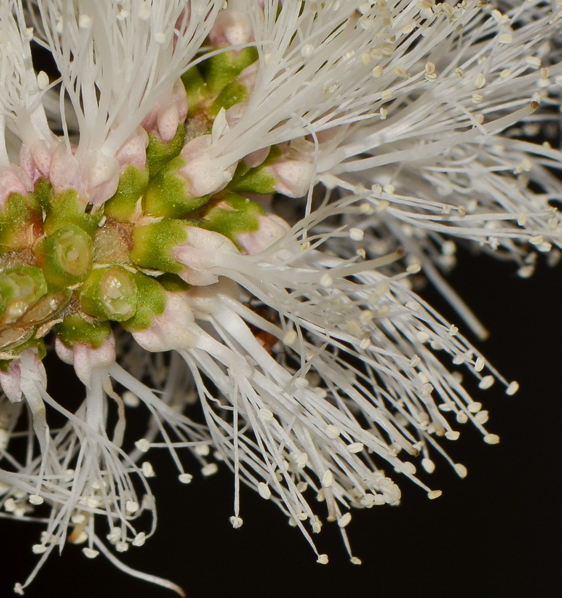 Image of Melaleuca huegelii specimen.