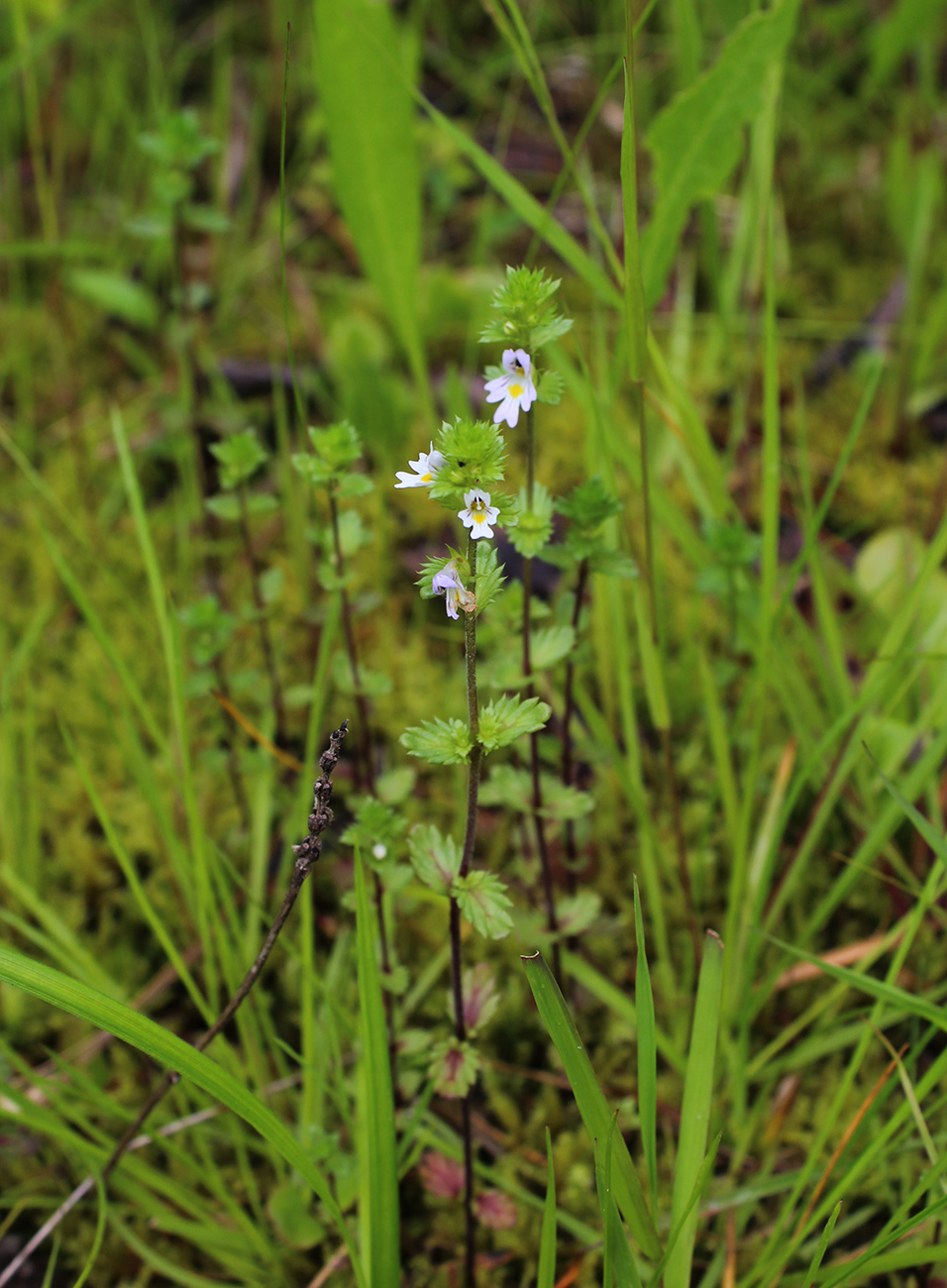 Изображение особи Euphrasia vernalis.