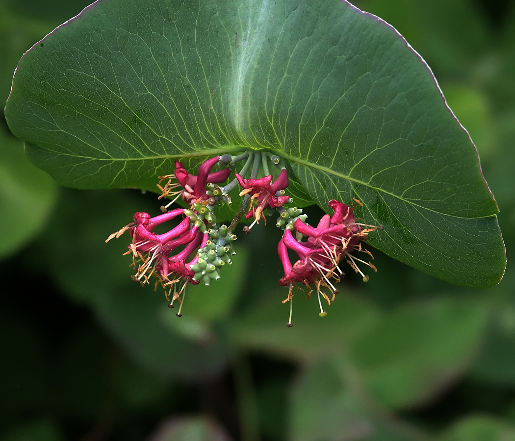 Image of Lonicera dioica specimen.