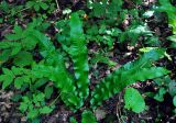 Phyllitis scolopendrium