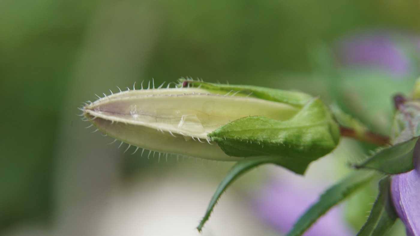 Изображение особи Campanula trachelium.