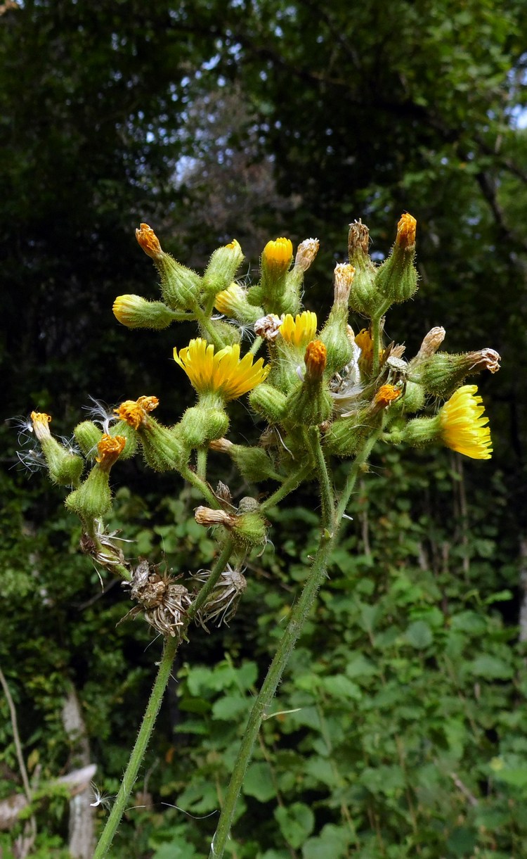 Image of Sonchus palustris specimen.