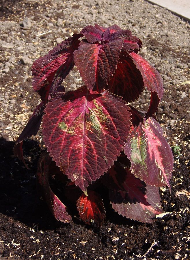 Изображение особи Coleus scutellarioides.