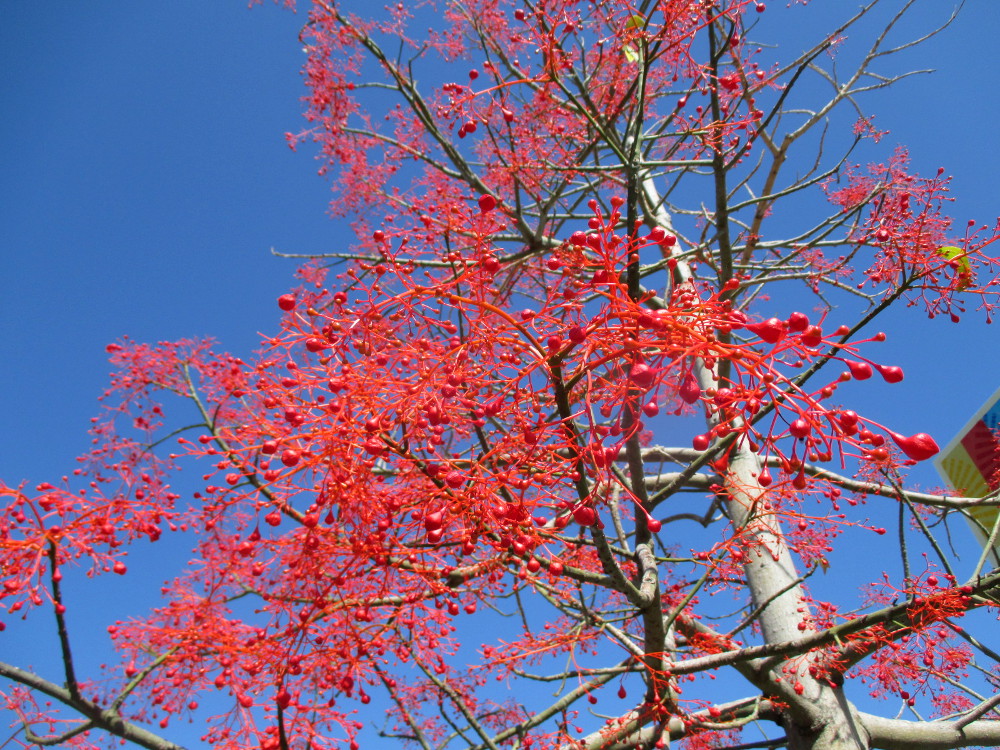 Image of Brachychiton acerifolius specimen.