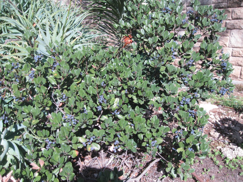 Изображение особи Rhaphiolepis umbellata.