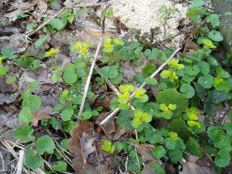 Изображение особи Chrysosplenium alternifolium.