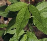 Eupatorium cannabinum