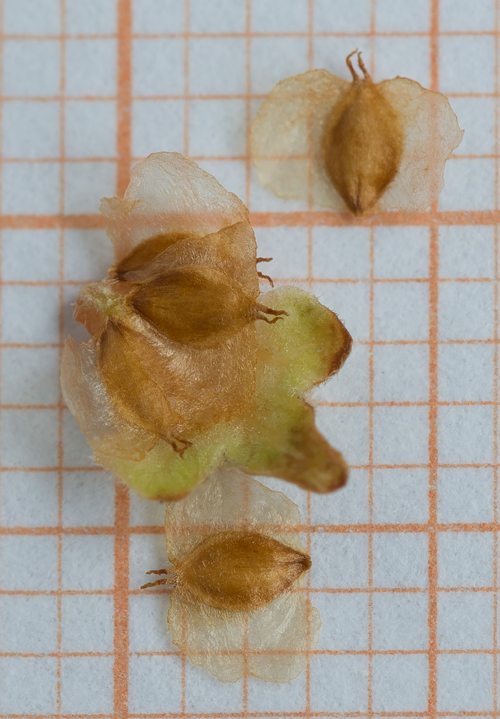 Image of Betula papyrifera specimen.