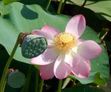 Nelumbo caspica