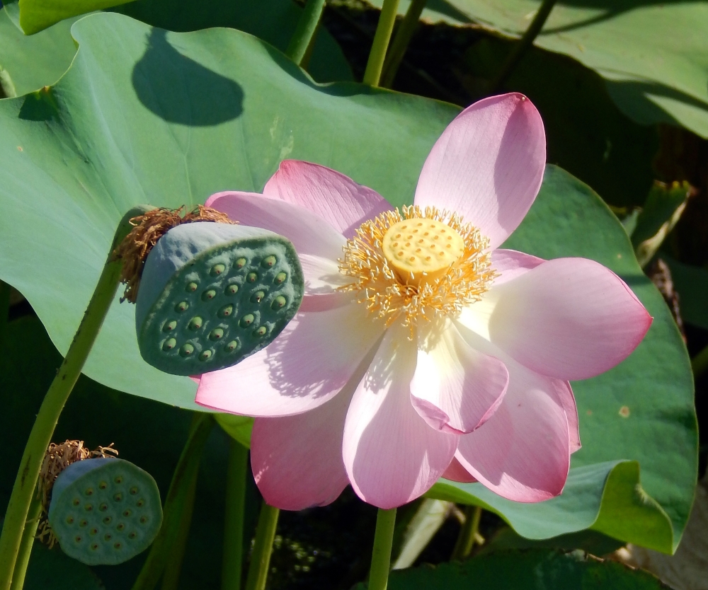 Image of Nelumbo caspica specimen.