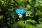 Commelina communis. Верхушка побега с цветком. Грузия, Аджария, с. Мцване-Концхи, Батумский бот. сад. 08.09.2017.