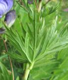 Aconitum nasutum