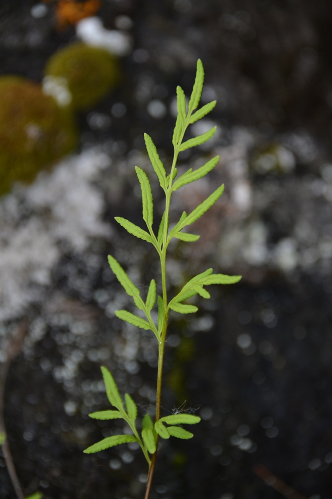 Image of Cryptogramma stelleri specimen.