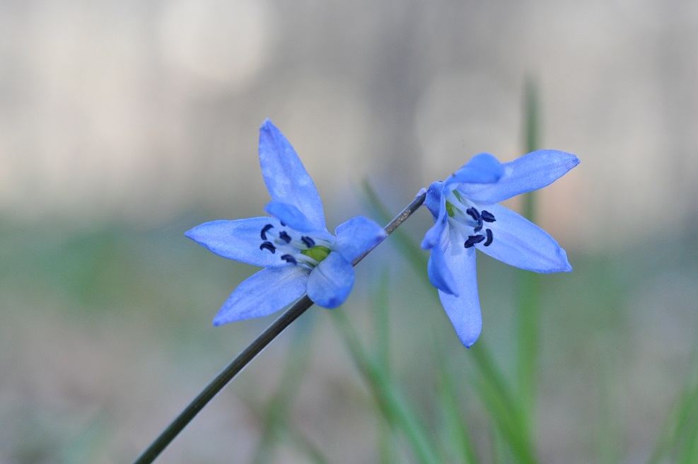 Image of Scilla siberica specimen.