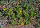 Potentilla conferta