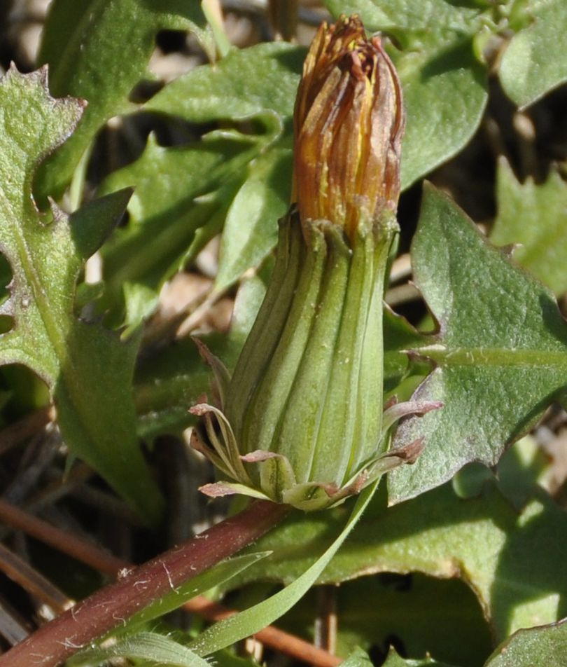 Изображение особи род Taraxacum.