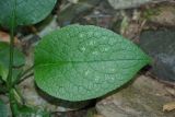 Trachystemon orientalis