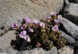 Saxifraga pulvinata. Цветущее растение. Чукотка, побережье бухты Провидения, на скалах. 09.06.2007.