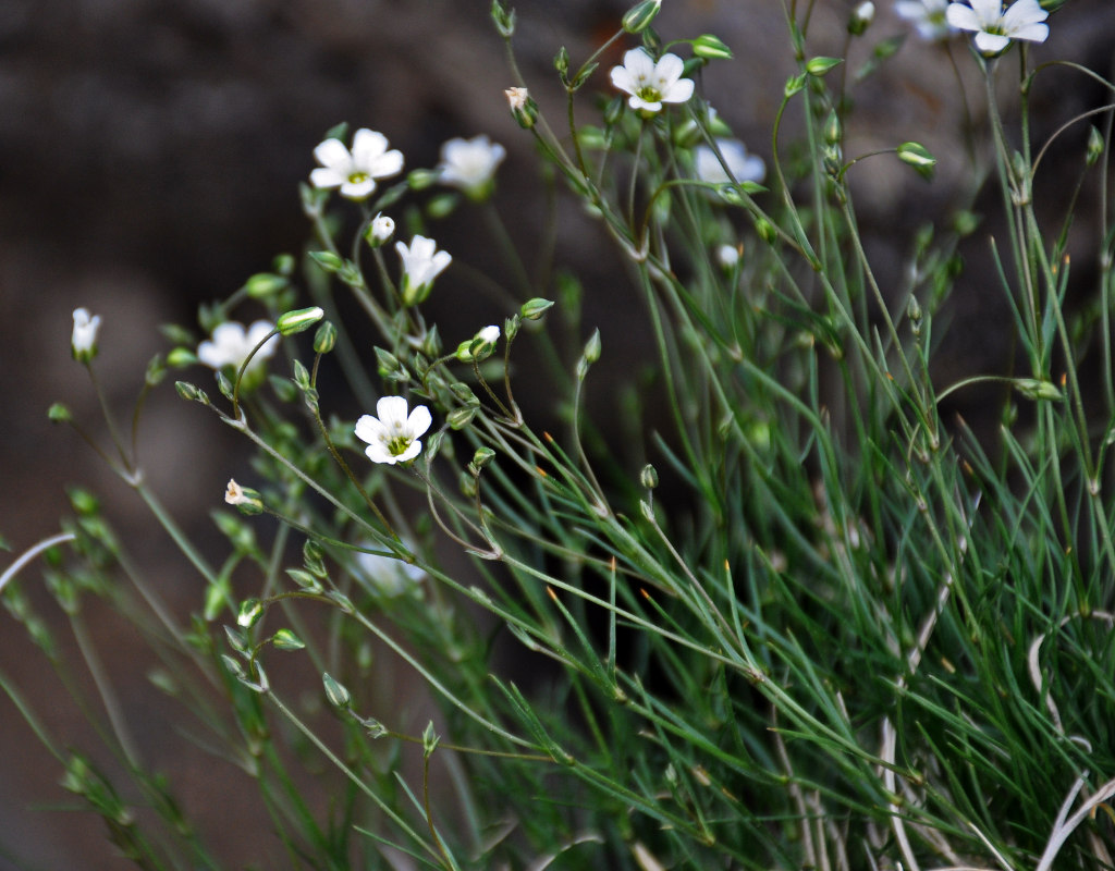 Image of Eremogone formosa specimen.