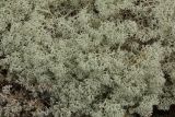 род Cladonia