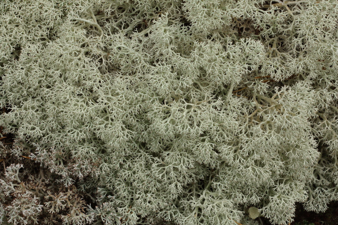 Изображение особи род Cladonia.