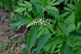 Phytolacca americana