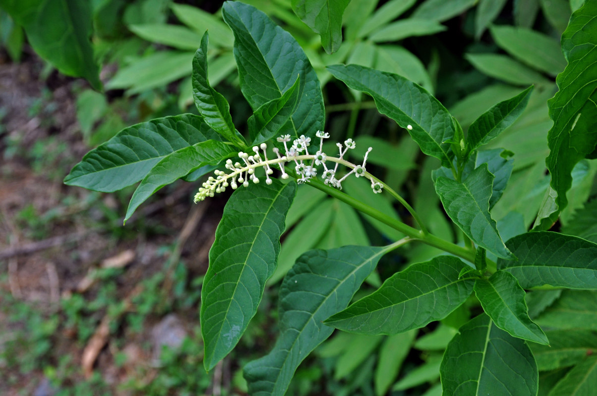 Изображение особи Phytolacca americana.