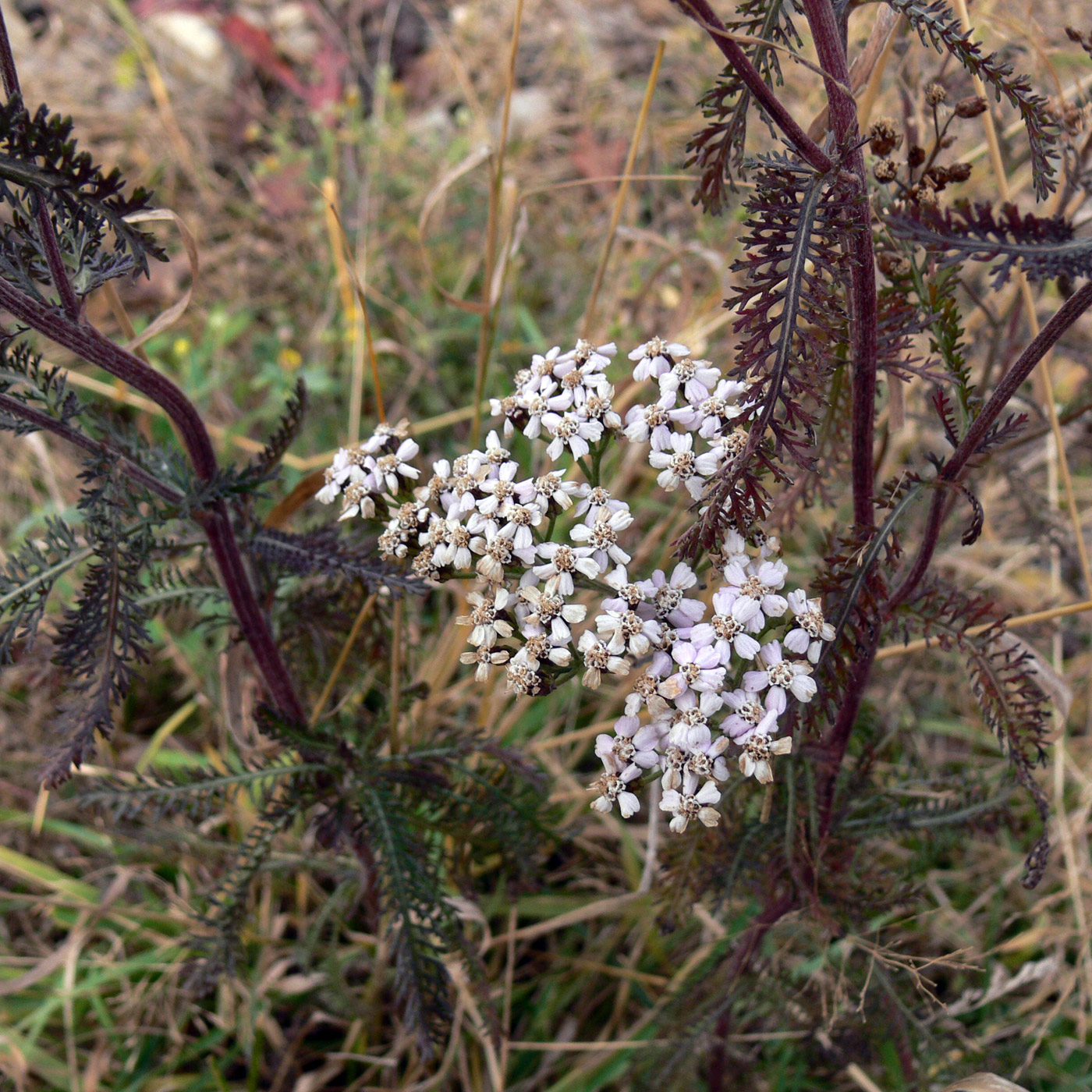 Изображение особи Achillea nigrescens.