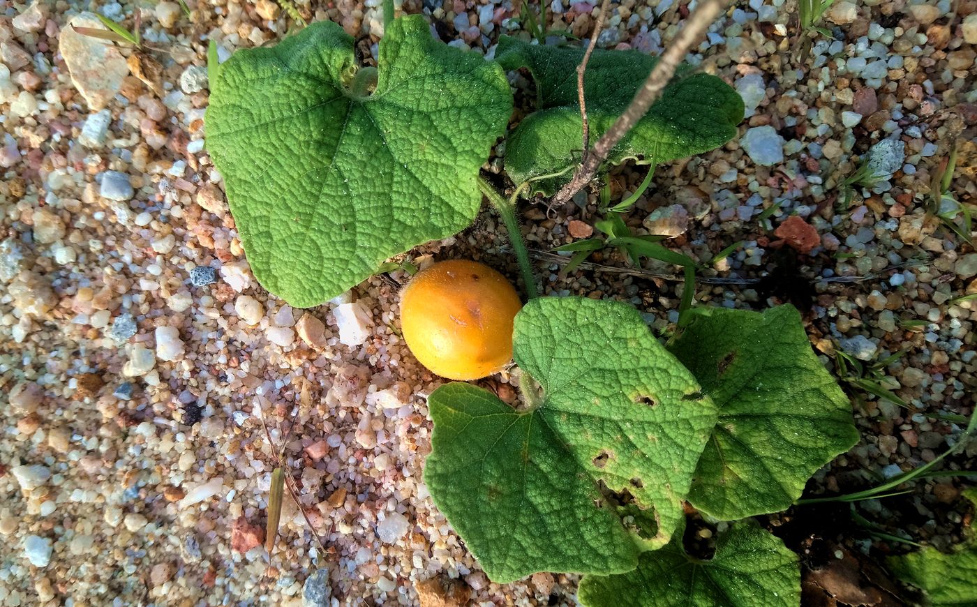 Изображение особи семейство Cucurbitaceae.