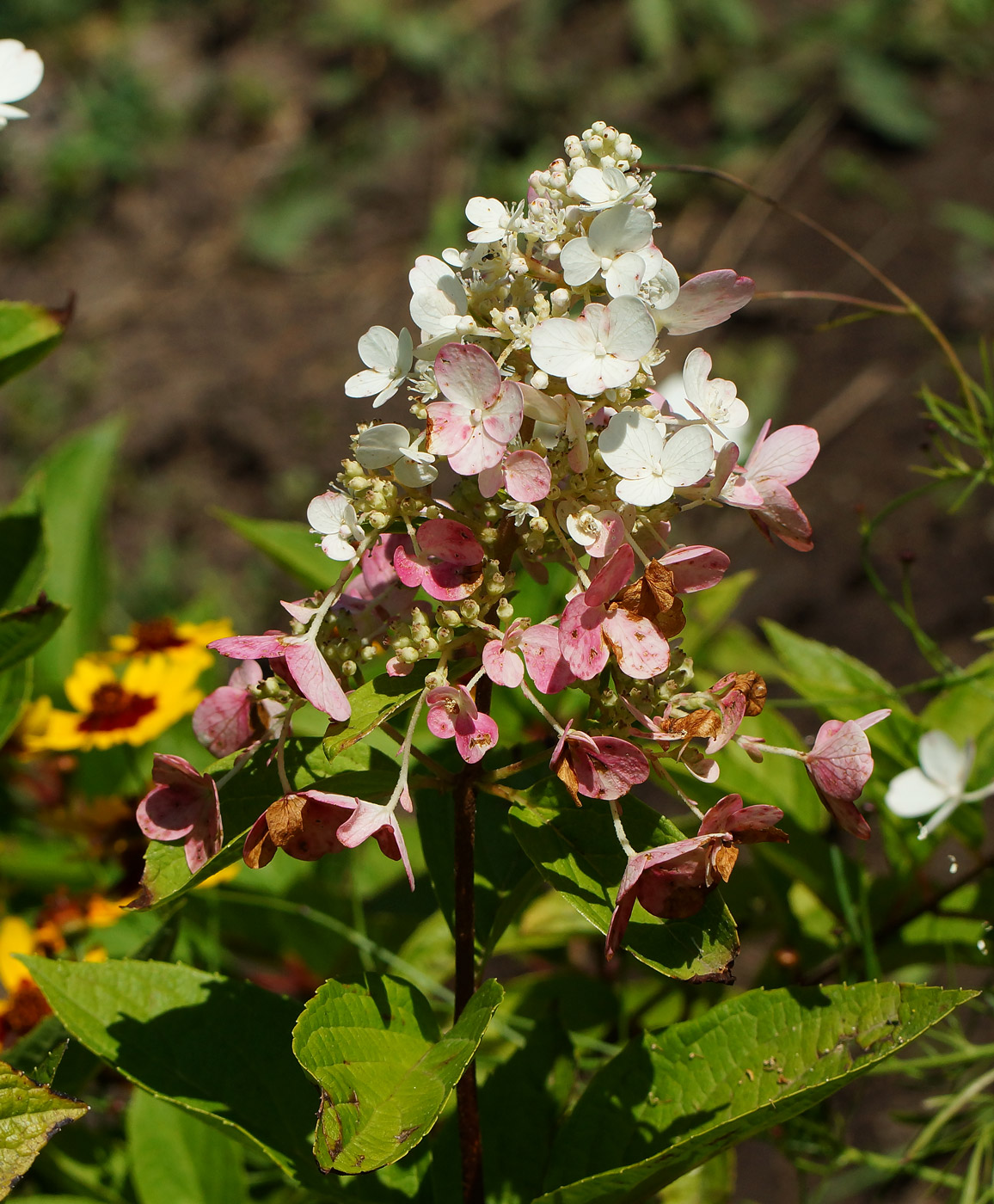 Image of Hydrangea paniculata specimen.
