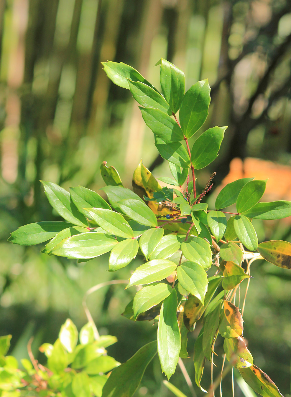Image of Mahonia bodinieri specimen.