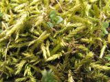 familia Brachytheciaceae. Гаметофиты. Краснодарский край, Абинский р-н, ст. Холмская, луг, на почве. 18.03.2018.