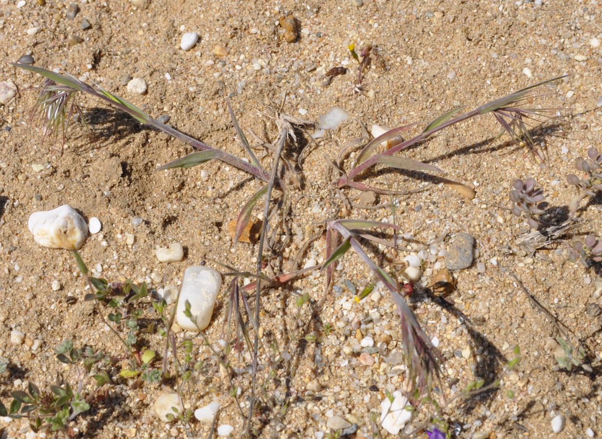 Image of Anisantha tectorum specimen.