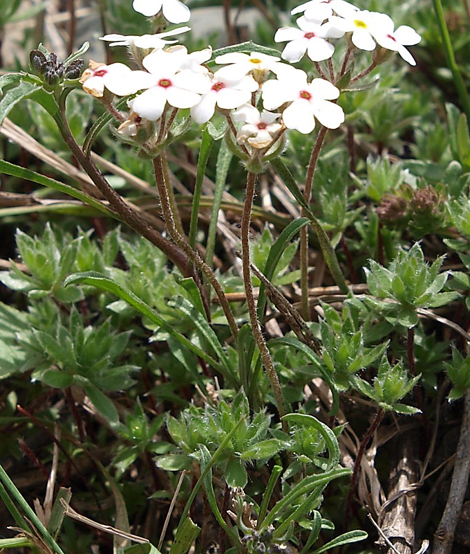 Image of Androsace lehmanniana specimen.