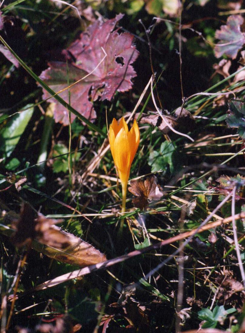 Image of Crocus scharojanii specimen.