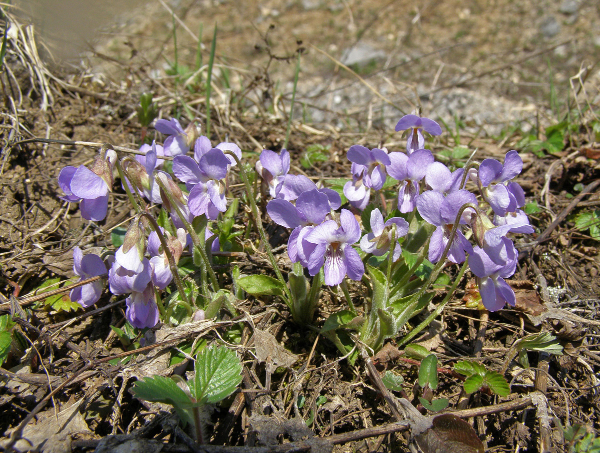 Image of genus Viola specimen.