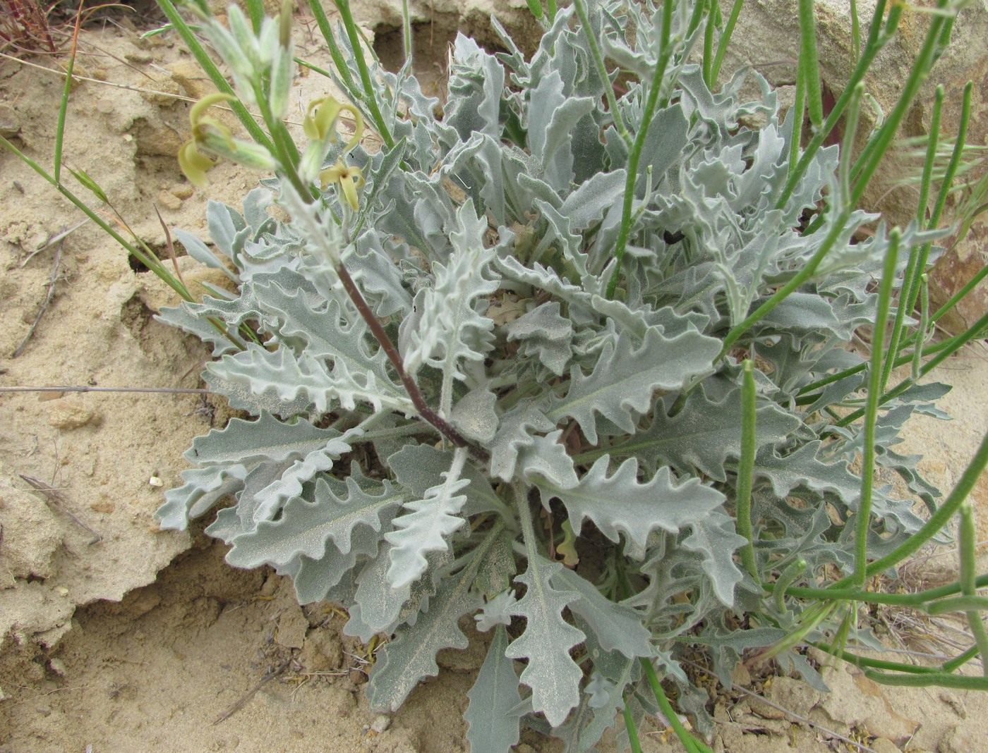 Image of Matthiola daghestanica specimen.