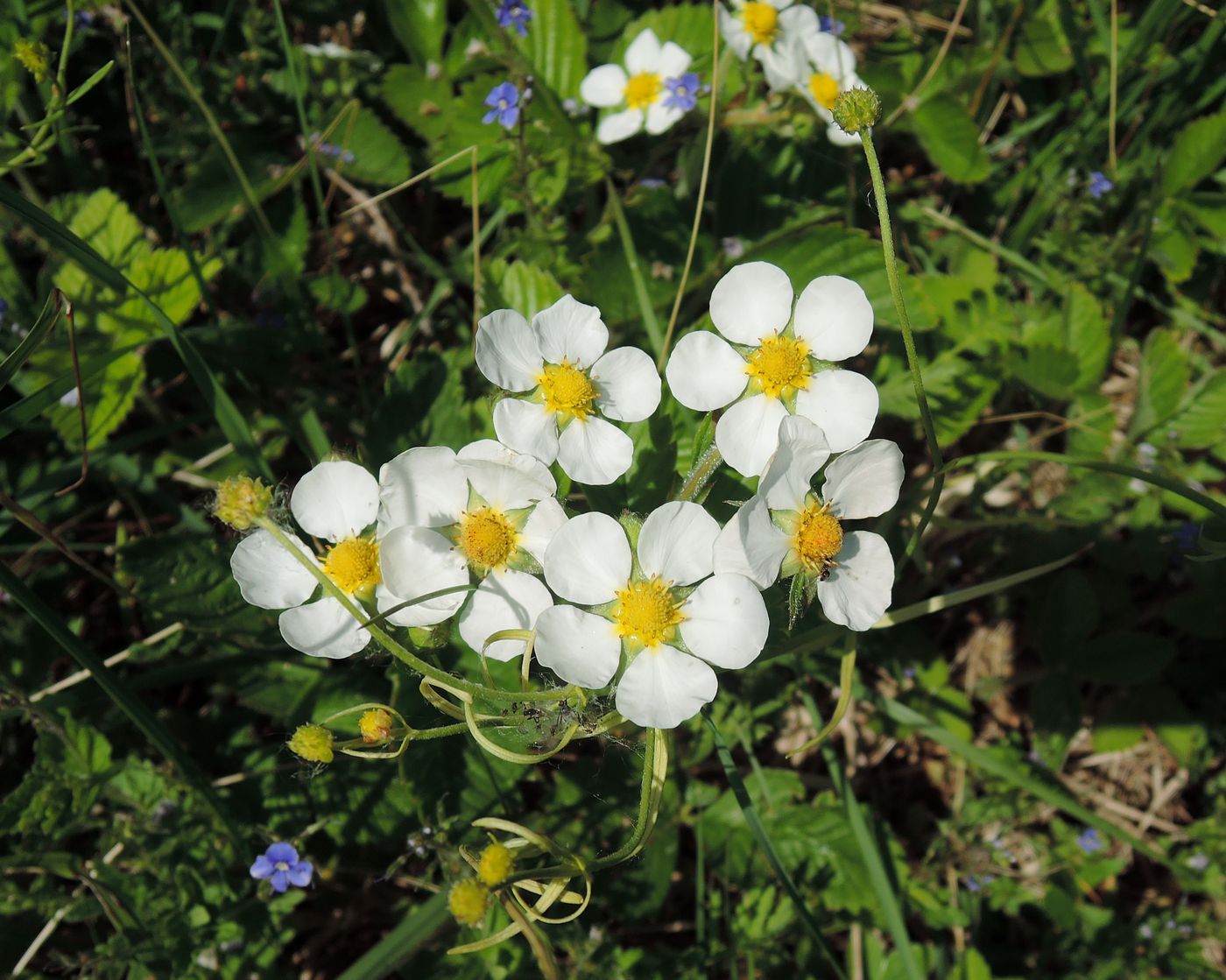 Изображение особи Fragaria moschata.