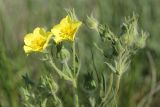 Potentilla callieri. Верхушка цветущего растения. Ростовская обл., Каменский р-н, окр. хут. Масаловка, меловой склон. 27.05.2018.