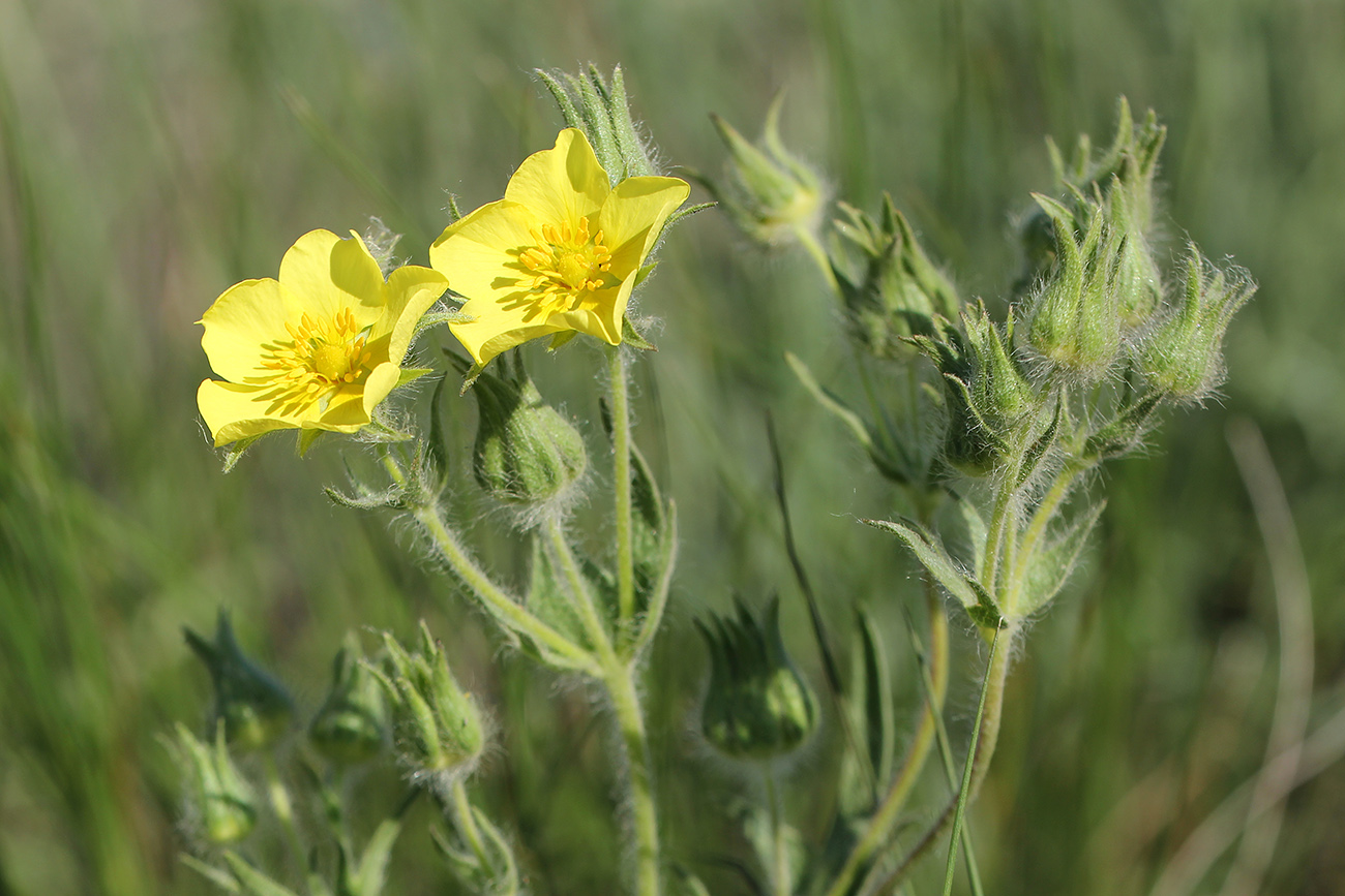 Изображение особи Potentilla callieri.